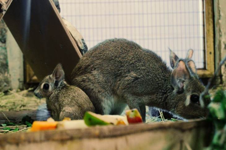 Екатеринбургский зоопарк объявил конкурс на имя для новорожденных зверят