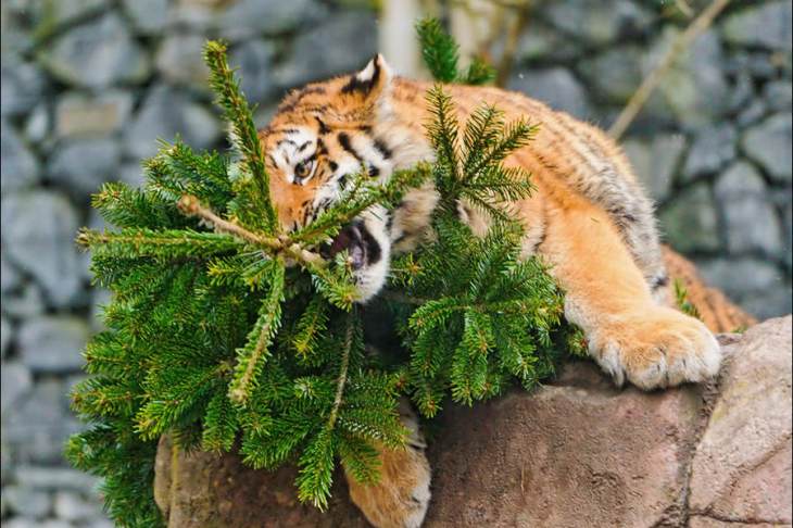 Екатеринбургский зоопарк объявил о сборе новогодних елок