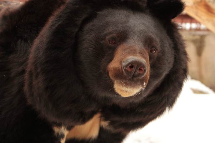 В Екатеринбургском зоопарке проснулись медведи