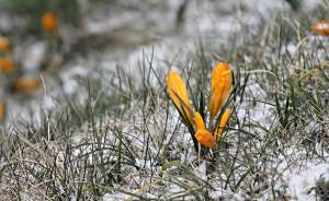 Настоящая весна придет на Средний Урал