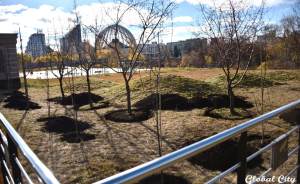 ​На набережной в Екатеринбурге высадили сад декоративных яблонь