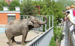 ​Слониху Дашу из Екатеринбургского зоопарка перевели в летний вольер