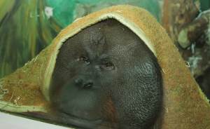 ​Екатеринбургский зоопарк отпразднует день рождения орангутана