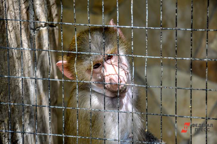 ​В Екатеринбургском зоопарке отремонтируют вольеры обезьян