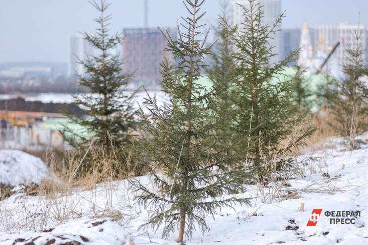 ​Жители Свердловской области смогут срубить елку к Новому году и не получить штраф