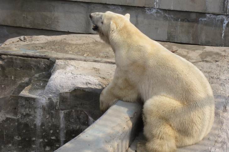 ​Медведица Хатанга из Екатеринбургского зоопарка обзаведется парой