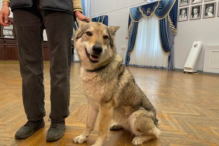 Собака сыграет одну из ролей в новом спектакле в Свердловской музкомедии