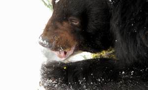 В Екатеринбургском зоопарке из спячки вышли медведи
