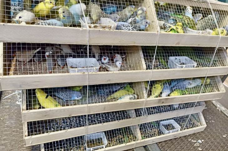 В Екатеринбург завезли сотни попугаев