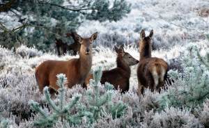 Природный парк с оленями откроют в Свердловской области