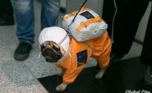 В Екатеринбурге собрали взвод собак-космонавтов
