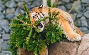 Екатеринбургский зоопарк объявил о сборе новогодних елок