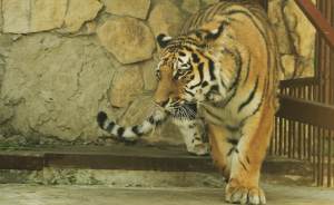 В Екатеринбургский зоопарк прибыл своенравный тигр Джагар