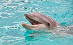 Дарим билет на шоу дельфинов в Екатеринбургской океанариум