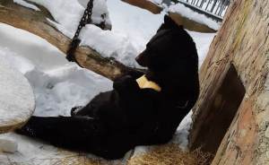 Медведи в Екатеринбургском зоопарке вышли из спячки