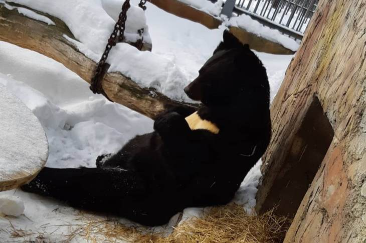Медведи в Екатеринбургском зоопарке вышли из спячки
