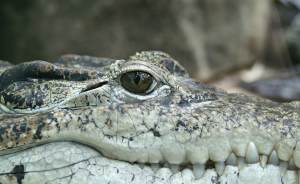 Ночь с крокодилами и черепахами: океанариум приглашает на открытие экспозиции «Водные рептилии»