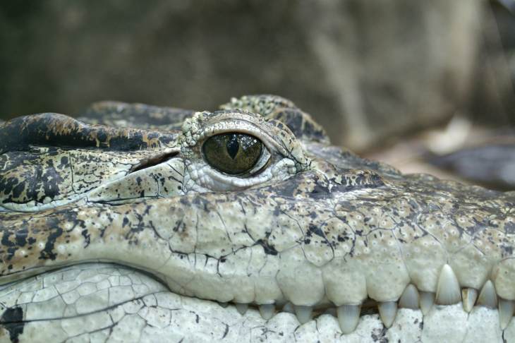 Ночь с крокодилами и черепахами: океанариум приглашает на открытие экспозиции «Водные рептилии»