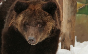 В екатеринбургском зоопарке проснулись четыре медведя