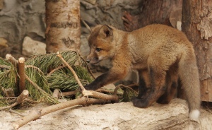 Четыре лисенка родились в Екатеринбургском зоопарке