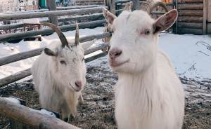 Животные из «Парка сказов» могут остаться голодными: открыт благотворительный сбор средств
