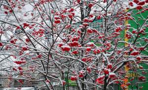 Утром в Екатеринбурге выпал первый снег