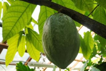 В Ботаническом саду впервые собрали урожай какао-бобов