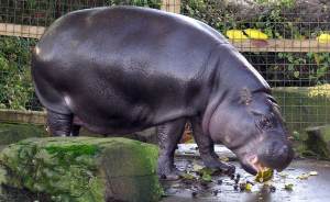​В Екатеринбургском зоопарке нашли пару для карликового бегемота Евы