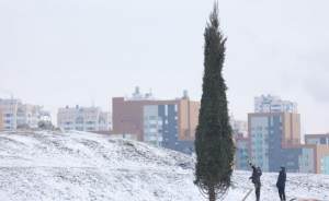 К Новому году в Академическом посадили большую сибирскую ель