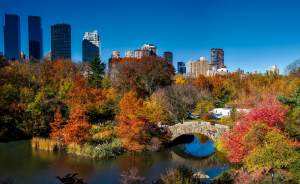 ​В Академическом может появиться парк, как Central Park в Нью-Йорке