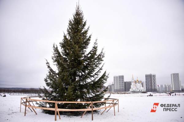 Куда сдать живую елку после Нового года — Global City - интернет-журнал