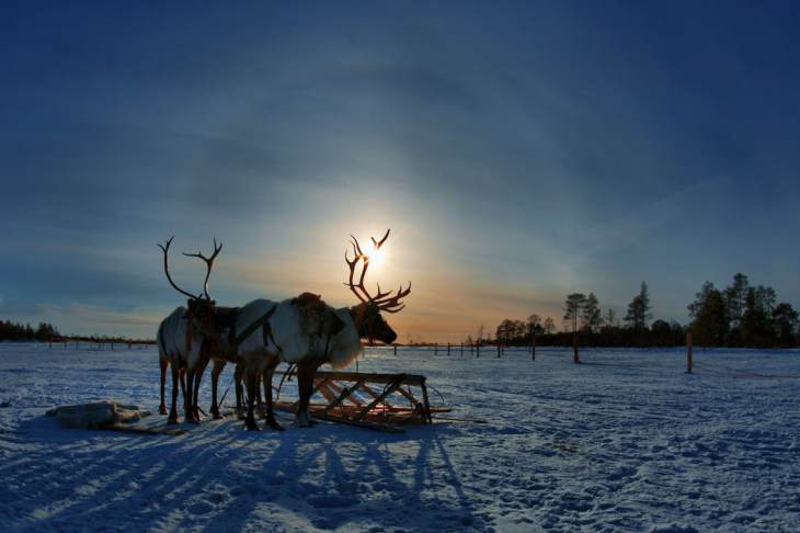 На Урале появится природный парк с северными оленями
