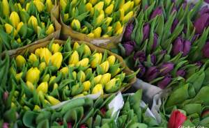 Миллионы цветов из Амстердама: как Екатеринбург готовится к 8 Марта