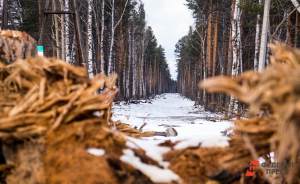 ​В Свердловской области подготовились к сезону клещей