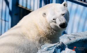 ​На стене Екатеринбургского зоопарка появился стеклянный медвежонок Умка