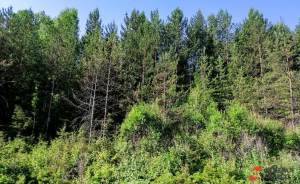 ​В Свердловской области до 10 июня запретили посещать леса