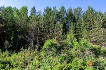 ​В Свердловской области до 10 июня запретили посещать леса