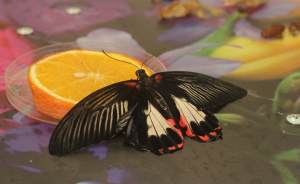 ​В Екатеринбургском зоопарке открылся «Парк бабочек»