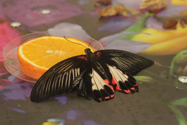​В Екатеринбургском зоопарке открылся «Парк бабочек»