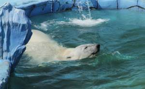 ​В Екатеринбургском зоопарке медведи спасаются от жары мороженым