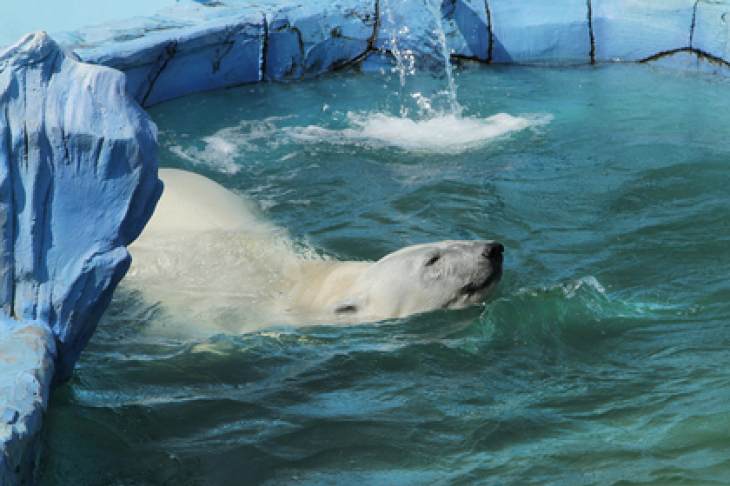 ​В Екатеринбургском зоопарке медведи спасаются от жары мороженым