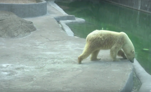 В зоопарке Екатеринбурга поселится белая медведица Хатанга