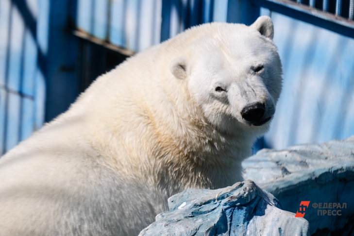 ​Вторая белая медведица появится в зоопарке Екатеринбурга в 2022 году