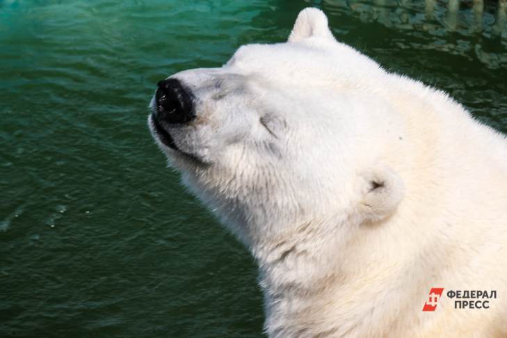 В Екатеринбургском зоопарке смогут поселиться четыре белых медведя