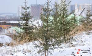 ​Жители Екатеринбурга смогут самостоятельно срубить елку на Новый год