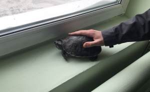 ​В Екатеринбурге ищут хозяина черепахи из мусорного контейнера