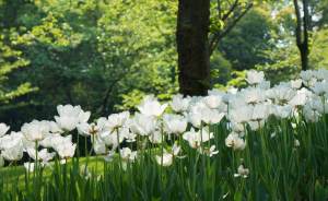 ​Летом в Екатеринбурге появится сад из белых цветов
