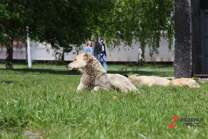 В Парке Маяковского покажут спектакль с собаками-актерами