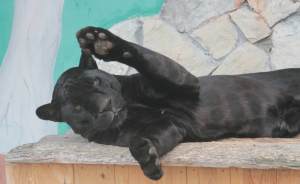 ​В Екатеринбургском зоопарке отмечают День защиты черных котов