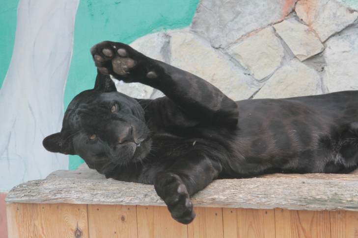 ​В Екатеринбургском зоопарке отмечают День защиты черных котов